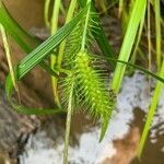 Carex lurida Frucht