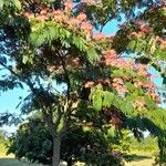 Albizia aylmeri