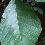 Carya glabra List