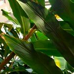 Hedychium flavescens Leaf