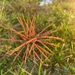 Bothriochloa bladhii Fiore