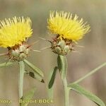 Centaurea sicula অন্যান্য