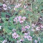 Coronilla varia Habitatea