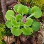 Saxifraga cuneifolia Лист