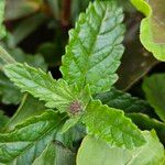 Verbena rigida Leaf