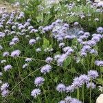 Globularia meridionalis Habit