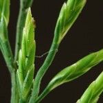 Catapodium rigidum Flor