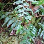 Asplenium boltonii Leaf