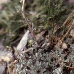 Artemisia glacialis List