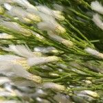 Baccharis sarothroides Otro