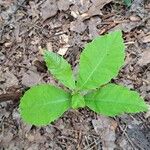 Castanea dentata Liść