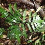Triplophyllum buchholzii Hoja