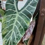 Alocasia longiloba Ліст