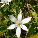 Ornithogalum divergensফুল