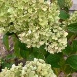 Hydrangea paniculataKukka