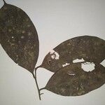 Ocotea percurrens Hostoa
