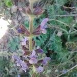 Salvia verbenaca Kwiat