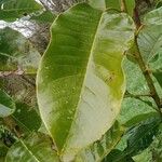 Magnolia foveolata Лист