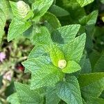 Salvia coccinea Hoja