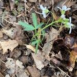 Cardamine concatenata 葉