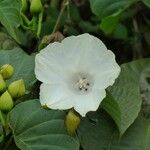 Decalobanthus peltatus Flower