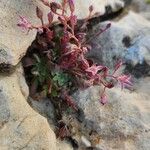 Rosularia sempervivum عادت