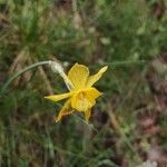 Narcissus rupicola Flower