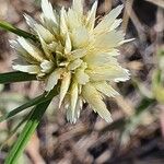 Cyperus niveus Flor