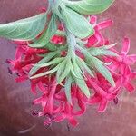 Rhodopentas parvifolia Fleur