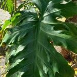 Philodendron bipinnatifidum Leaf