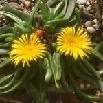 Glottiphyllum depressum Bloem