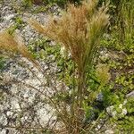 Andropogon bicornis Other