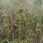 Carlina hispanica Flower