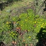 Ranunculus ficariaFlower