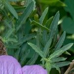 Oenothera speciosa Hoja