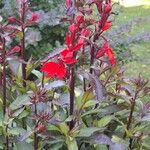 Lobelia cardinalis Květ