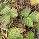 Rubus caesiusLeaf