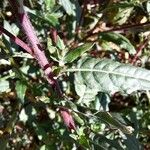 Oenothera rosea Leaf