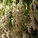 Reseda phyteuma Flower