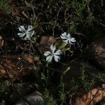 Silene paradoxa Flower