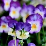 Viola × williamsii Outro