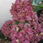 Hydrangea macrophyllaFlor