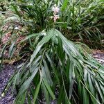 Alpinia calcarata 整株植物
