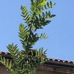 Juglans hindsii Leaf