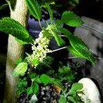 Pilea pumila Flower