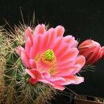 Echinocereus coccineus Flor