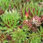 Sempervivum montanum List