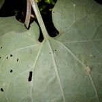 Mikania cordifolia Leaf