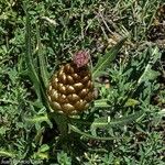 Rhaponticum coniferum फूल