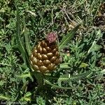 Rhaponticum coniferum Flower